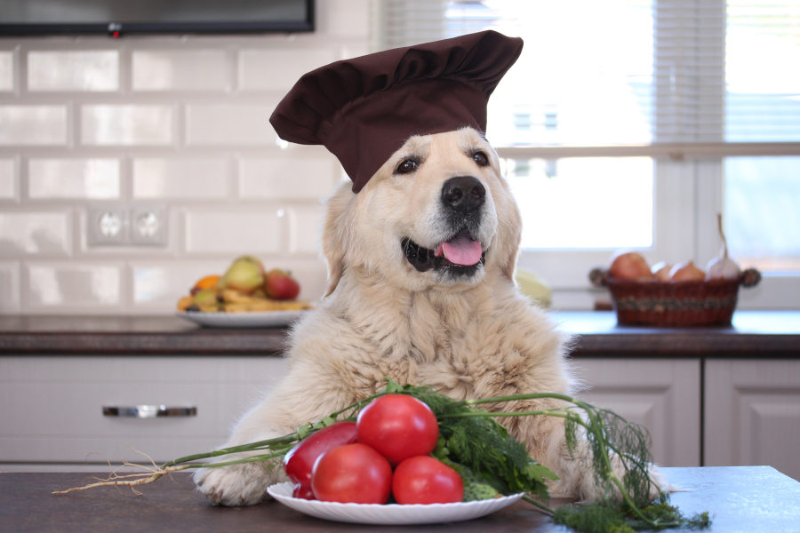 Hund mit Kochmütze steht vor einem Teller mit Tomaten