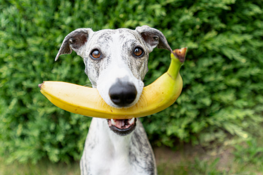 Hund trägt eine Banane im Maul