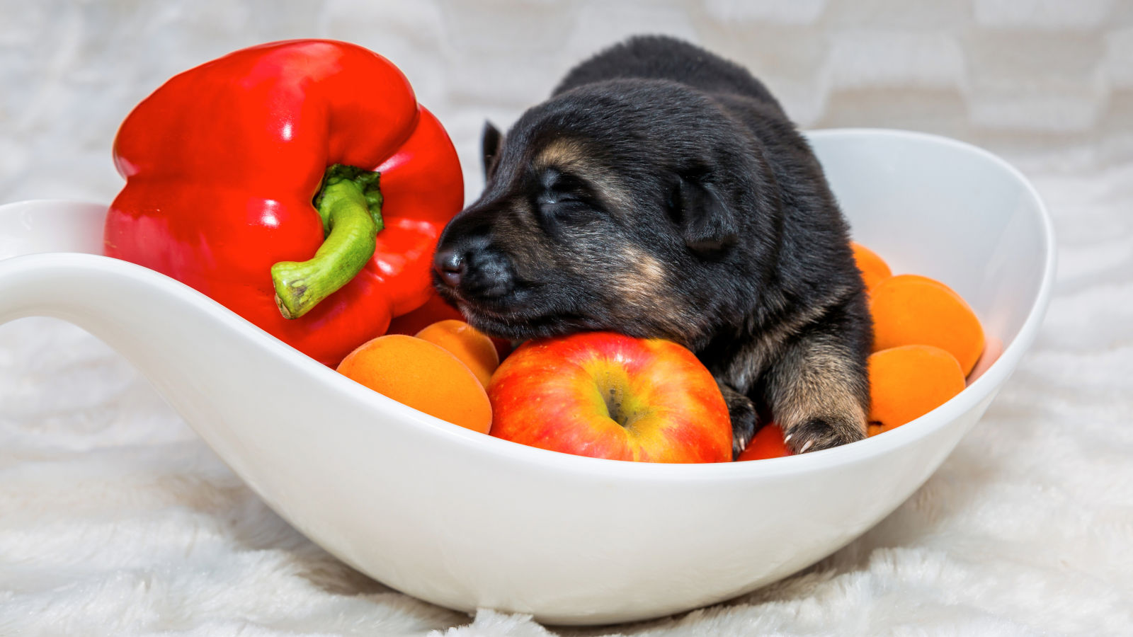 Dürfen Hunde Paprika essen? Das musst du wissen | Futter-Fundgrube