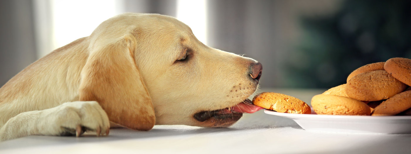 Hund isst einen Keks nach Barf-Rezept