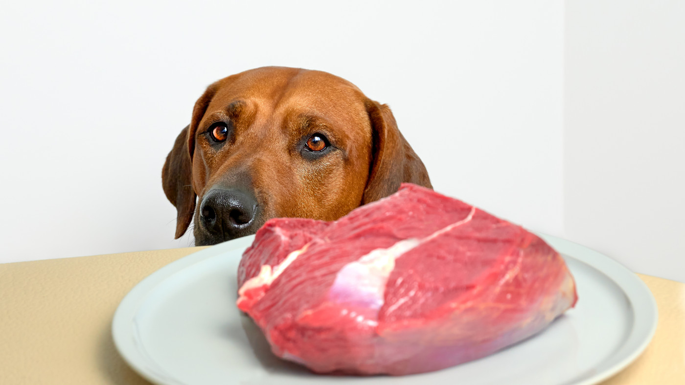 emne Lure der Frischfleisch für Hunde | Futter-Fundgrube