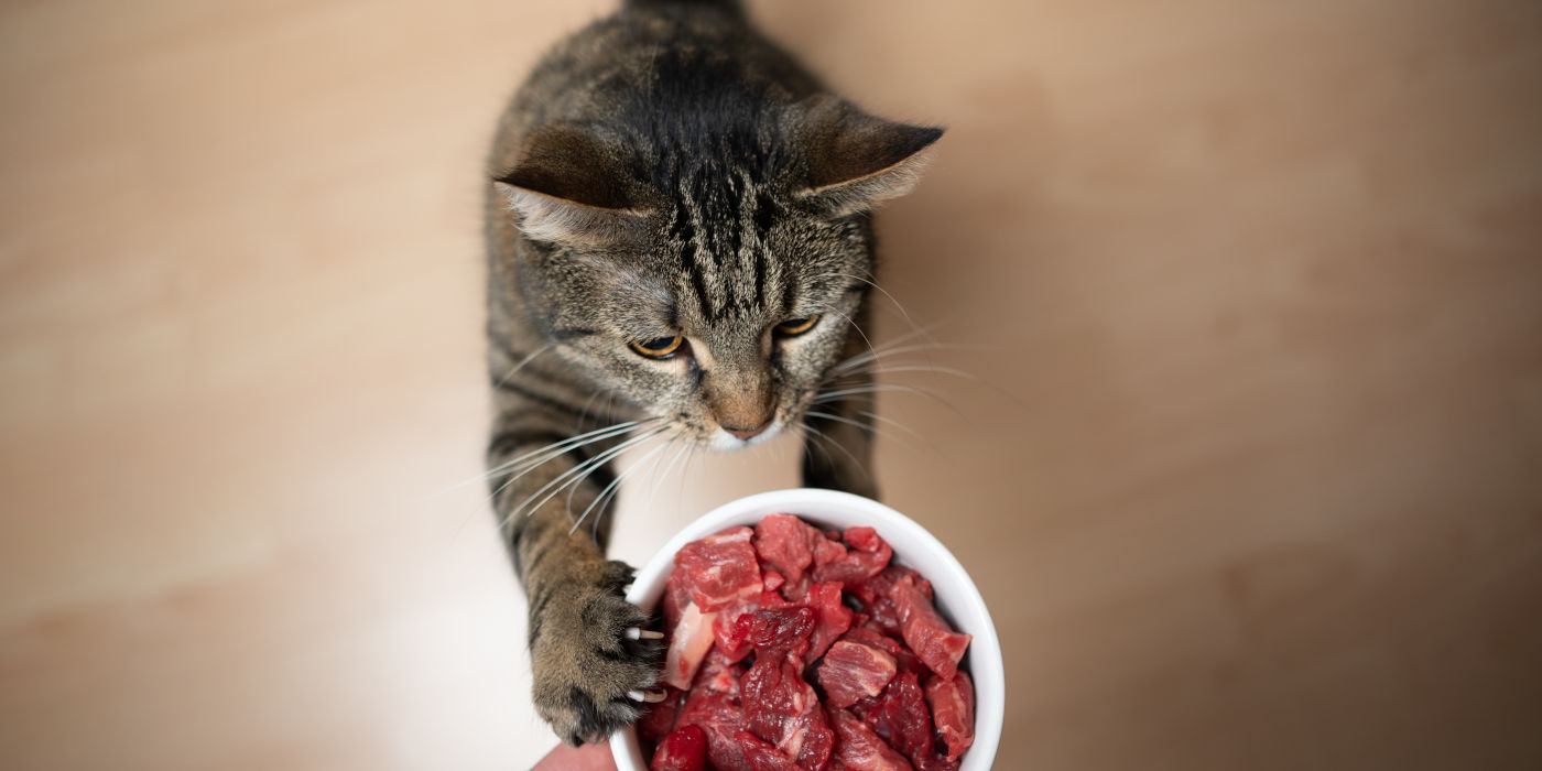 Katze bekommt Barf-Fleisch
