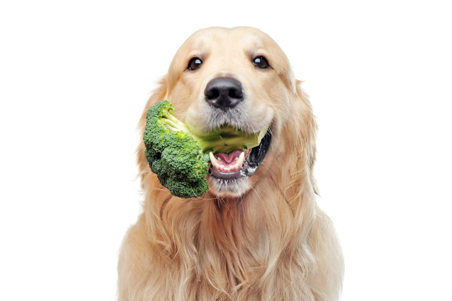 Hund mit Brokkoli im Maul