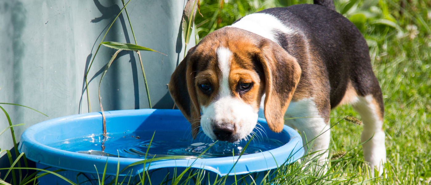 Hund trinkt Wasser gegen Sodbrennen
