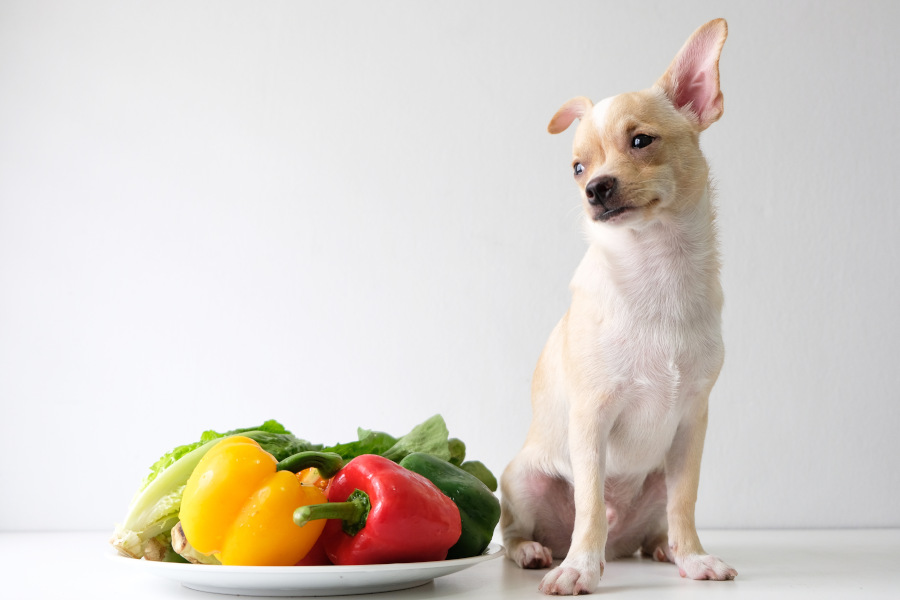 Kleiner Hund sitzt neben einer Schüssel voll mit Paprika