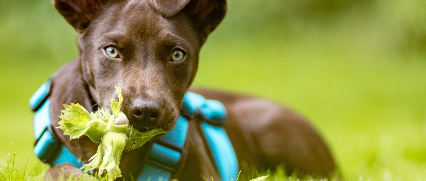 Hund mit Haselnüssen im Maul