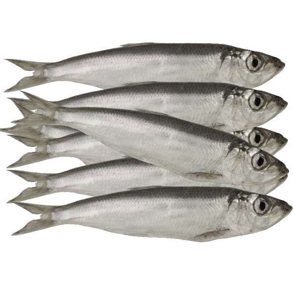 Sprotten gefroren 1kg