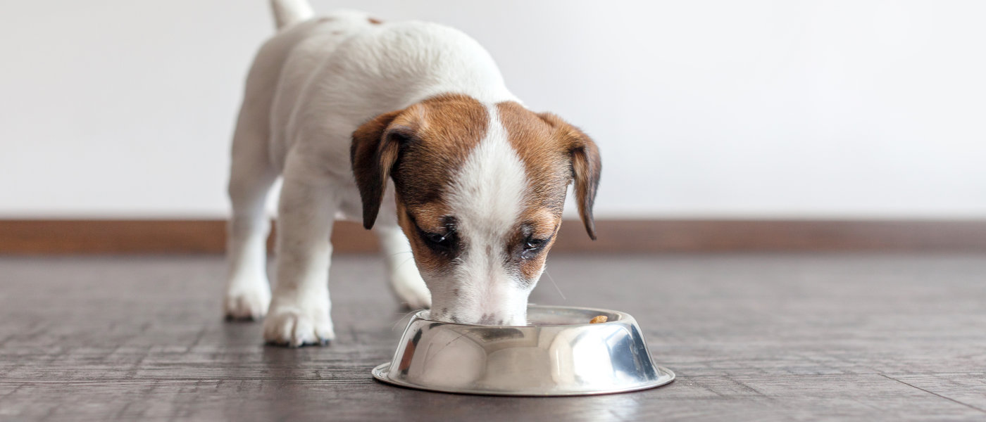 Hund frisst magenschonendes Futter gegen Sodbrennen