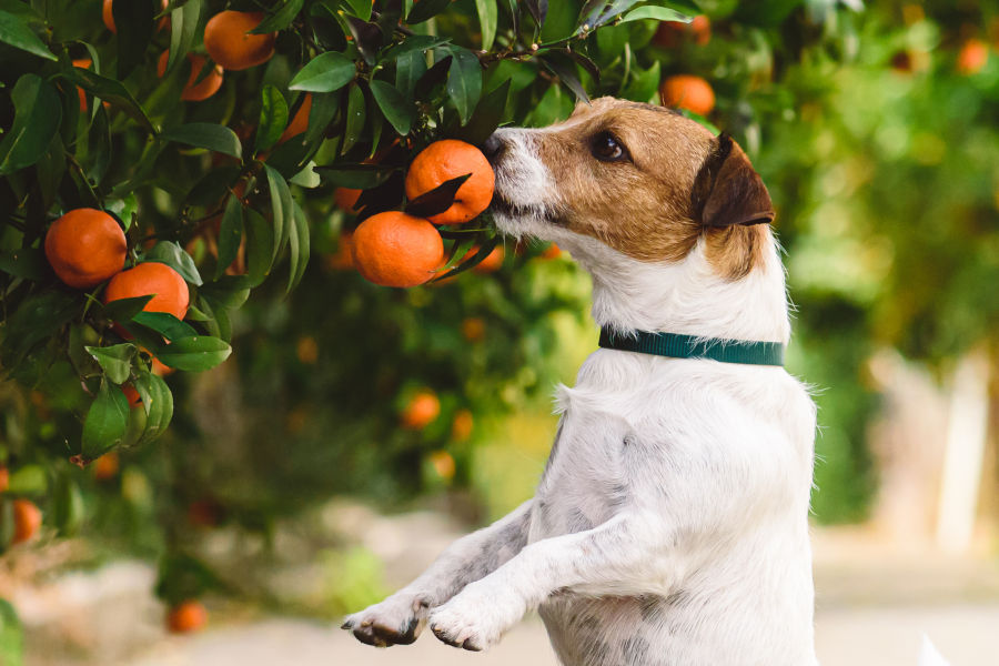 Kleiner Hund schnuppert an einem Mandarinenbaum