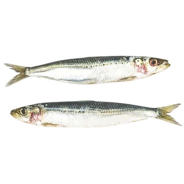 Sardinen 500 g