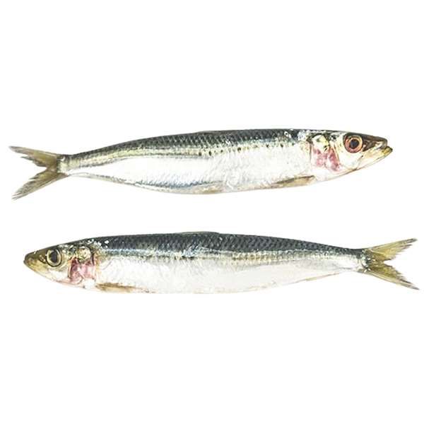 Sardinen 500 g