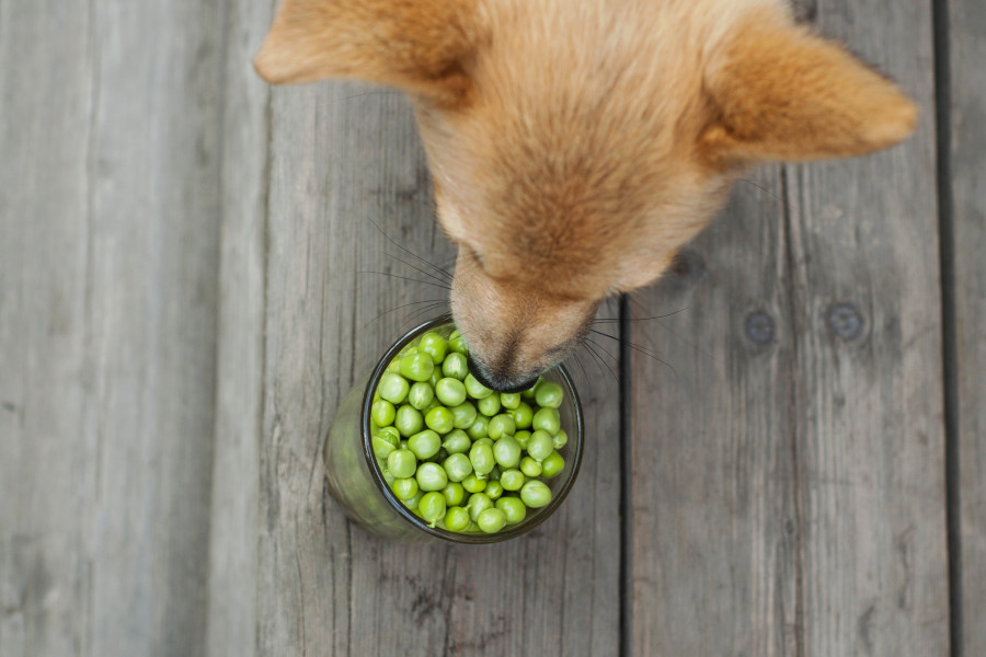 Hund schaut in ein Glas mit Erbsen