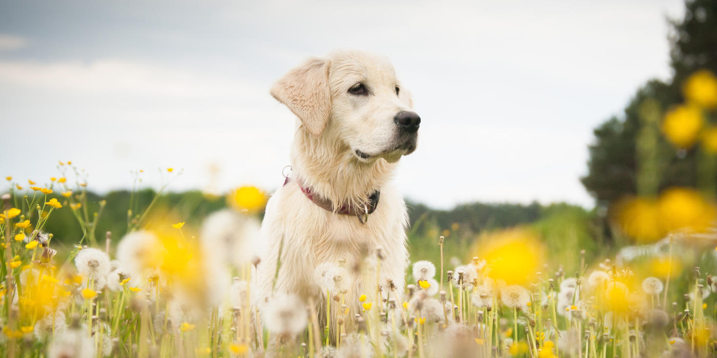 Golden Retriever in einer Blumenwiese