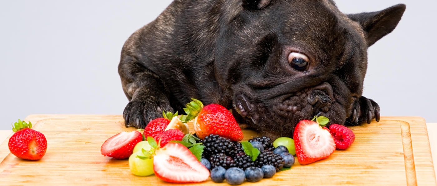 Hund frisst Beeren