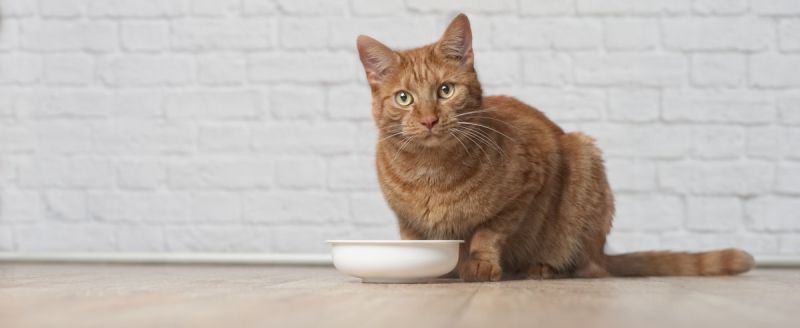 Katze Barfen Wieviel Fleisch