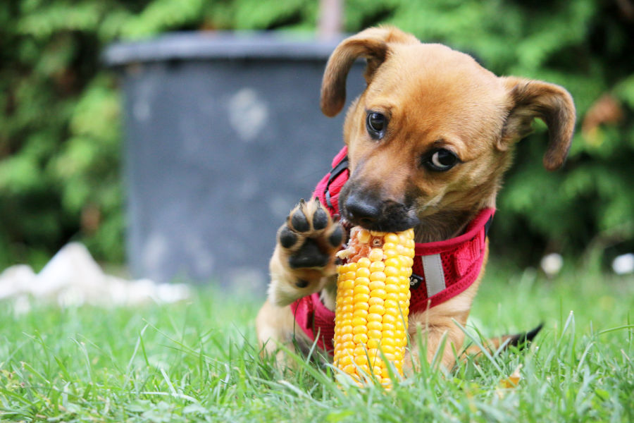 Kleiner Hund frisst Mais