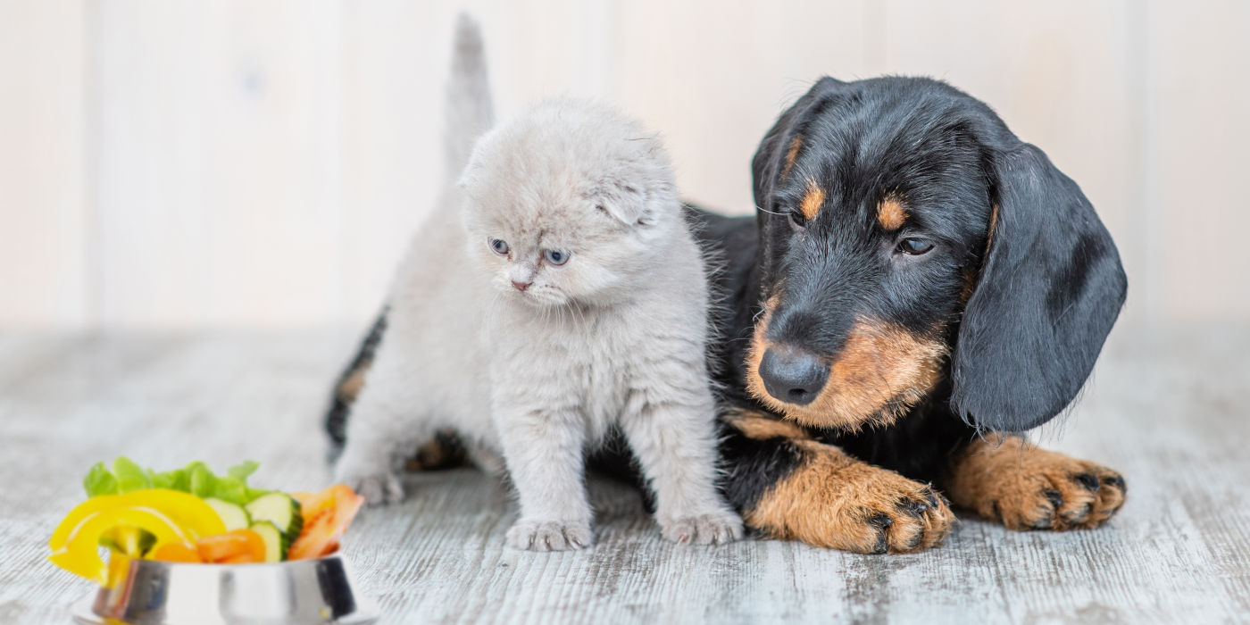 Hund und Katze schauen auf einen Gemüse-Futternapf