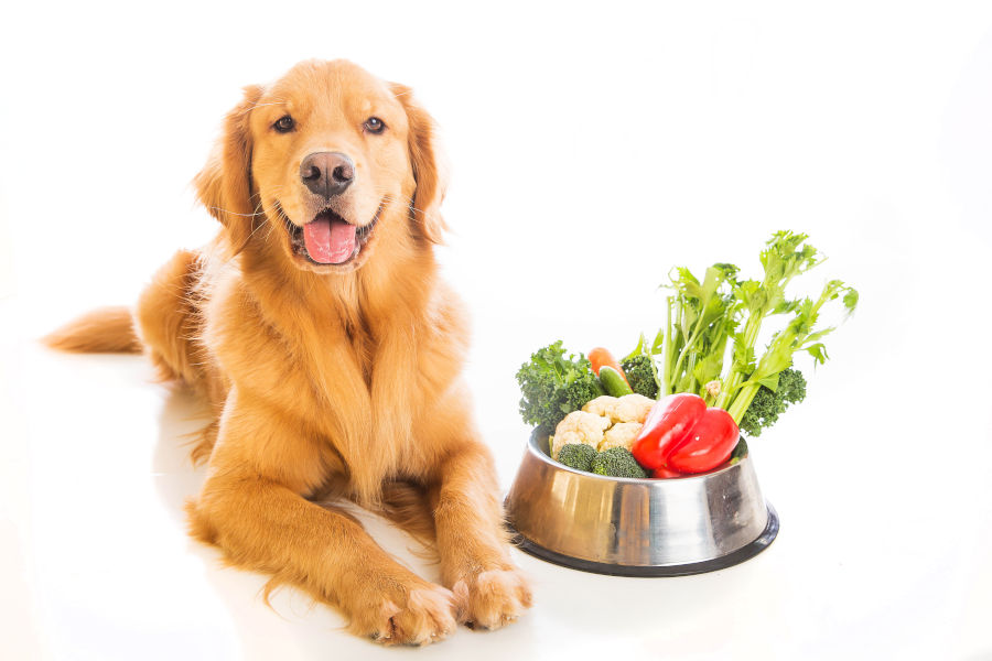 Hund liegt neben einer Schüssel mit Blumenkohl und anderem Gemüse