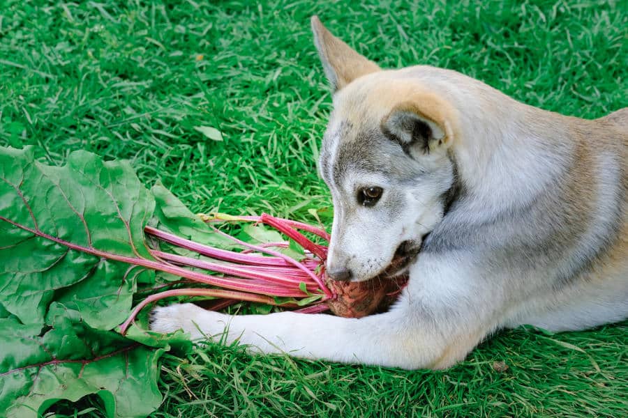 Hund knabbert an einer Rote-Bete-Knolle