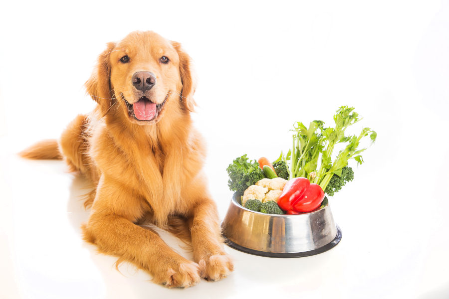 Hund neben einem Gemüse-Futternapf ohne Avocado
