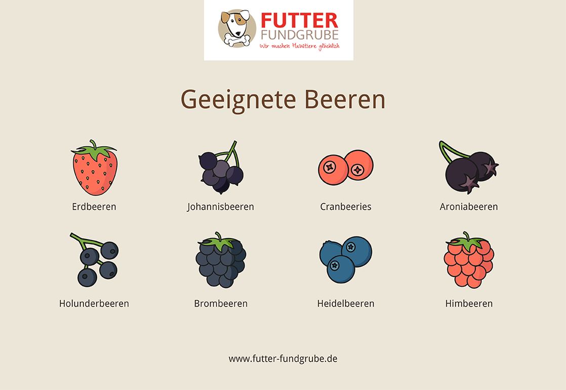 Geeignete und ungeeignete Beeren für Hunde