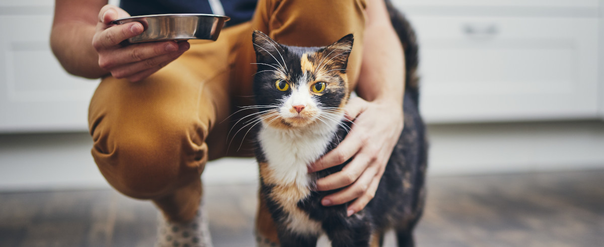 Katze bekommt das zuvor berechnete Barf-Futter