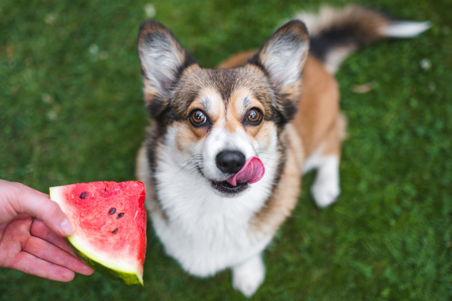 Kleiner Hund bekommt ein Stück Wassermelone