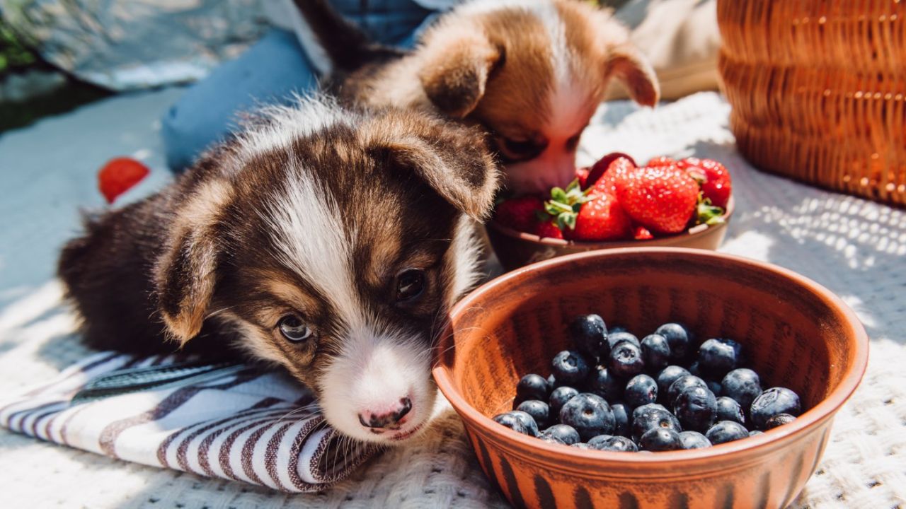 Hund-Beeren