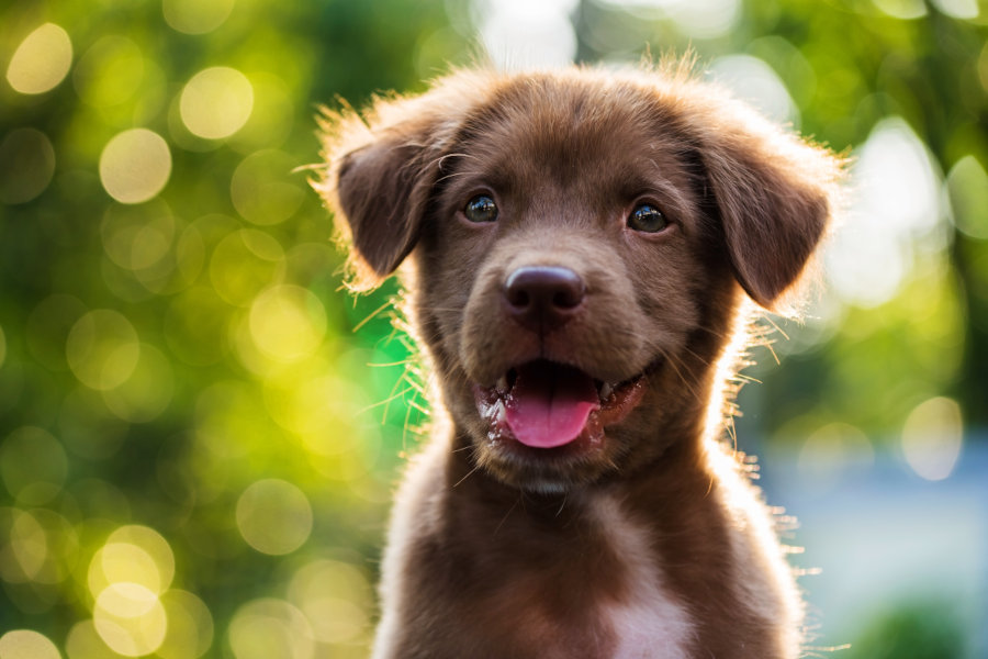 Glücklicher junger Hund