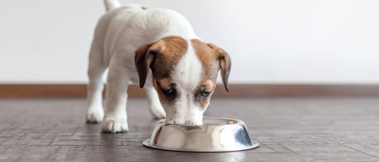 Sodbrennen Hund Ursachen, Symptome & Behandlung FutterFundgrube