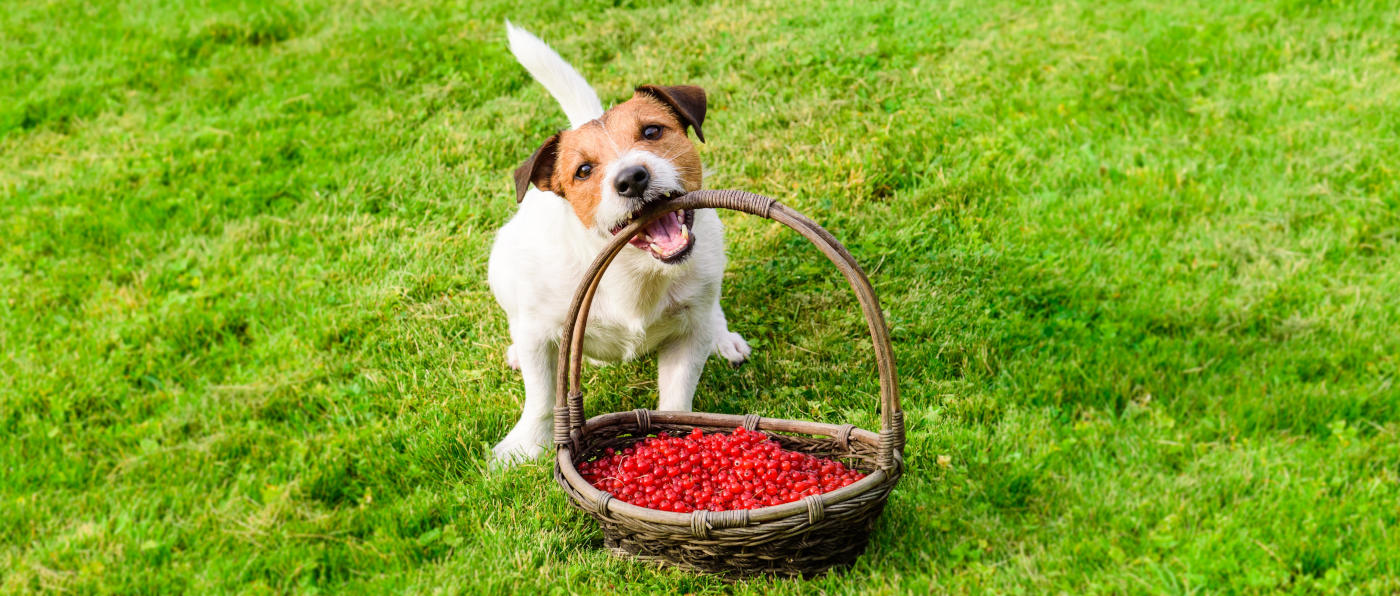 Hund trägt Beerenkorb