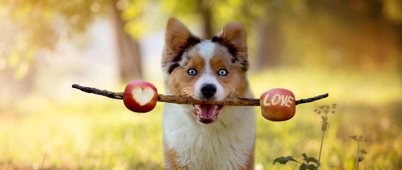 Hund trägt Äpfel im Maul