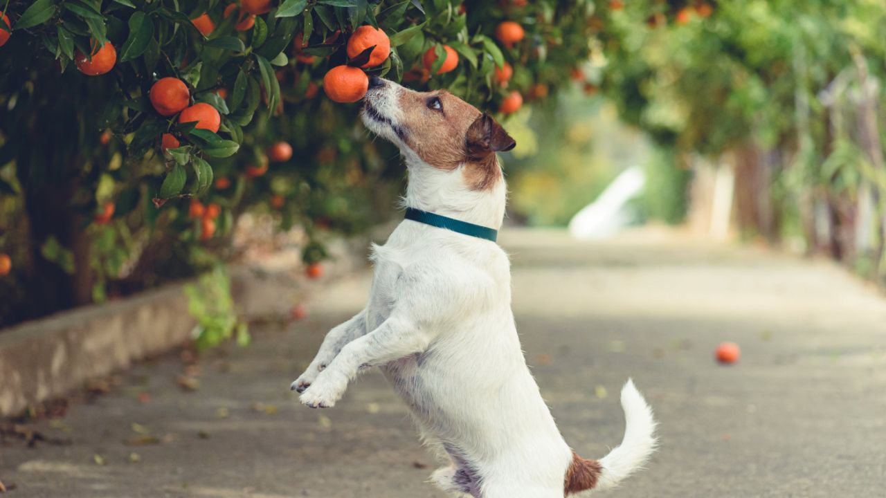 Hund-Obst