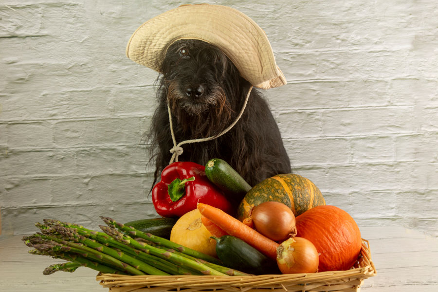Hund mit Hut sitzt vor einem Gemüsekorb mit Spargel