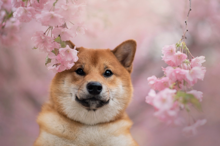 Hund sitzt unter einem Kirschbaum umgeben von Kirschblüten