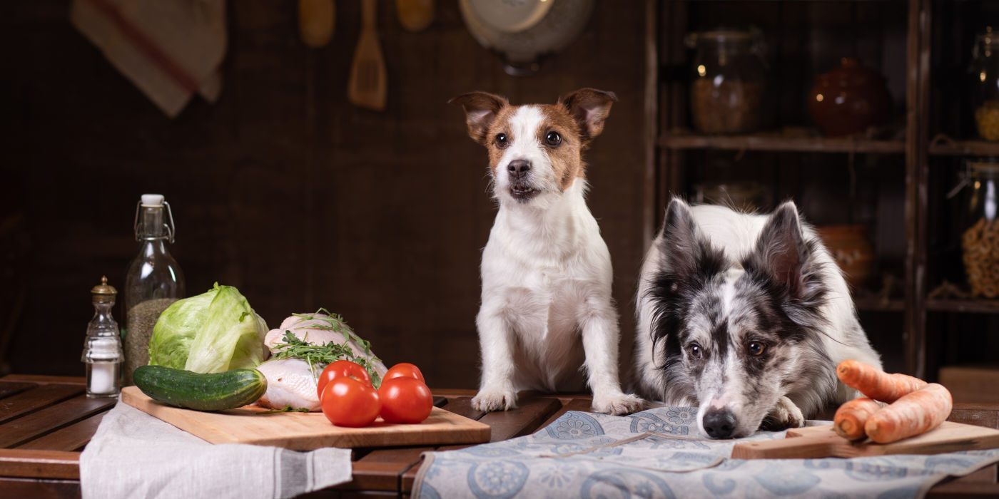 Zwei Hunde begutachten Barf-Rechner-Zutaten