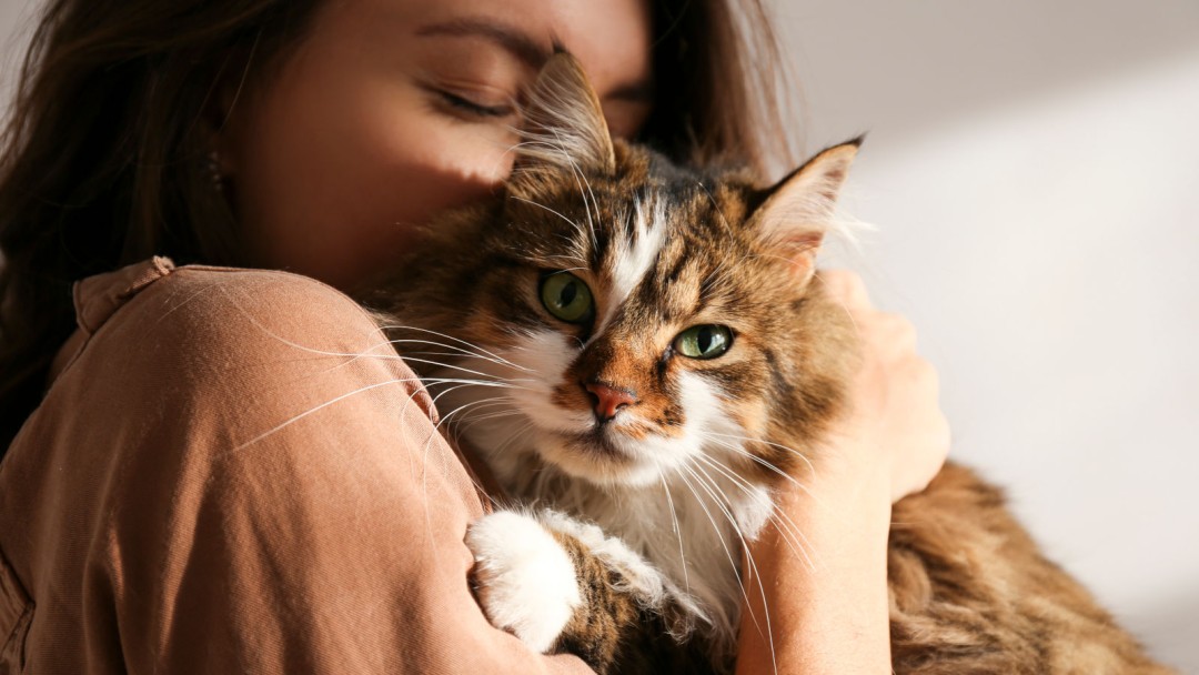 barfen-katze barfen-katze