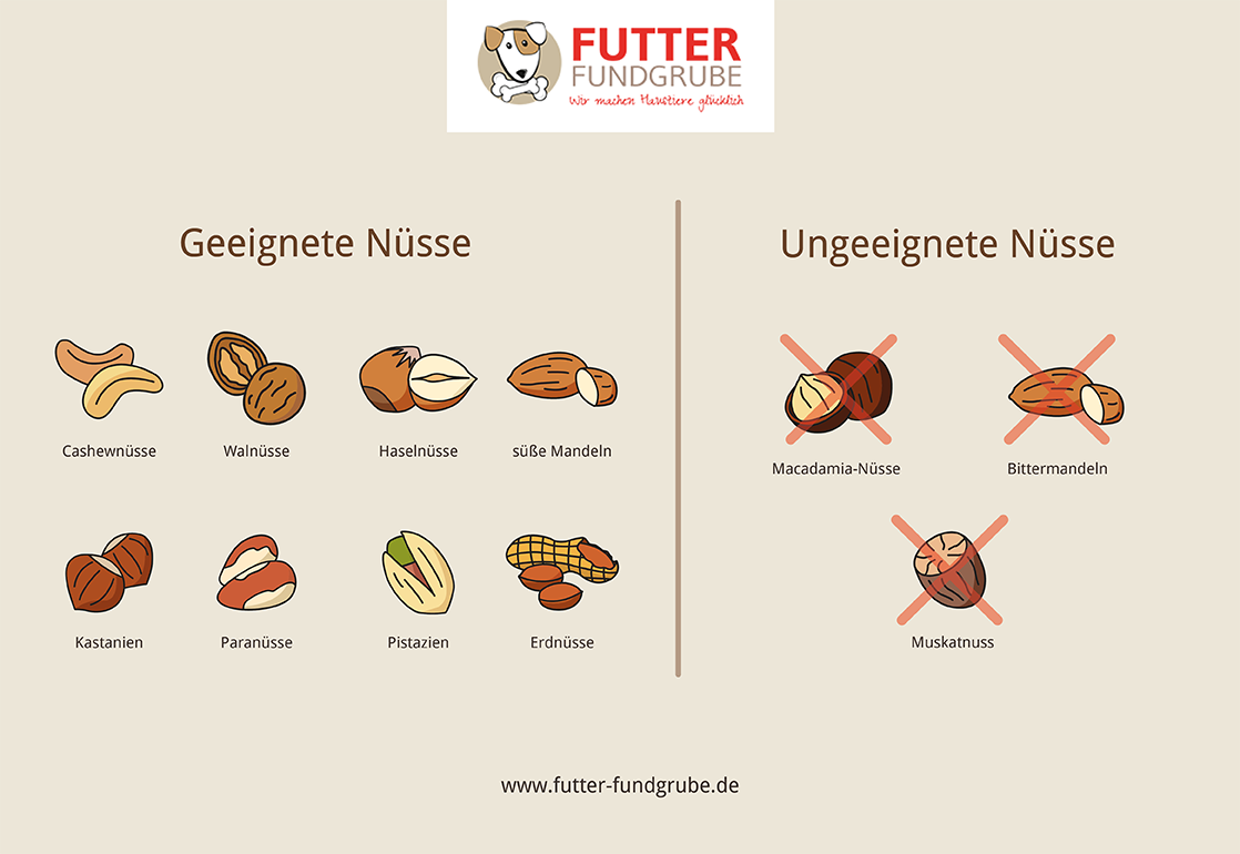 Geeignete und ungeeignete Nüsse für Hunde