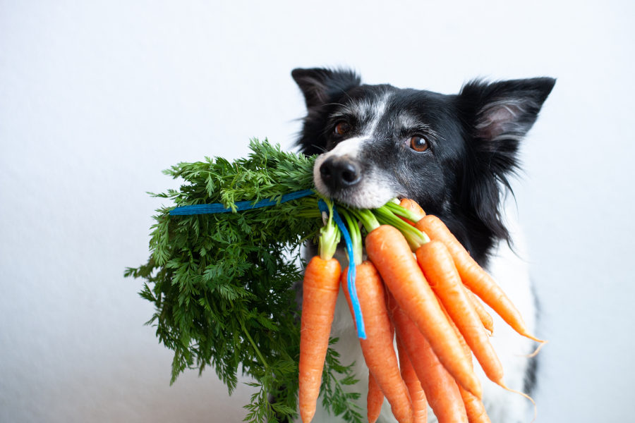 Hund trägt einen Bund Karotten im Maul
