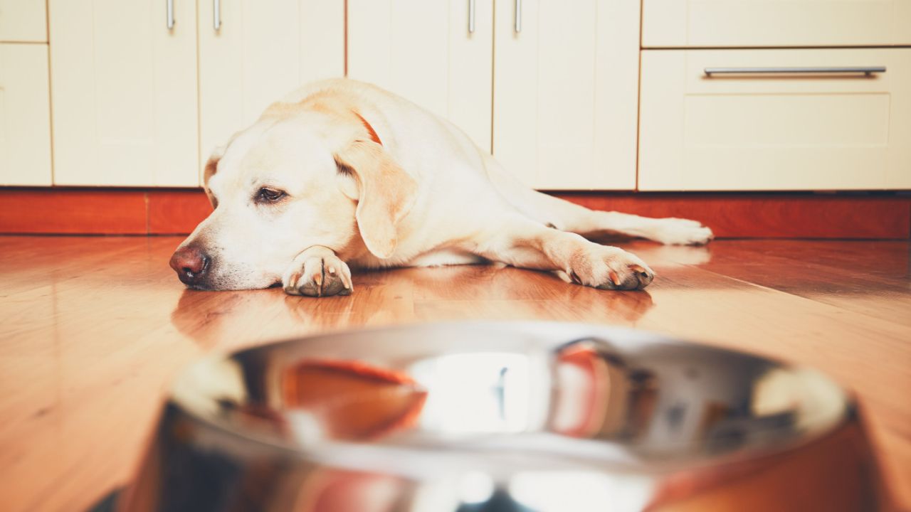 sodbrennen-beim-hund