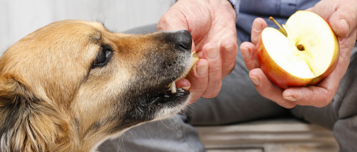 Hund bekommt Obst