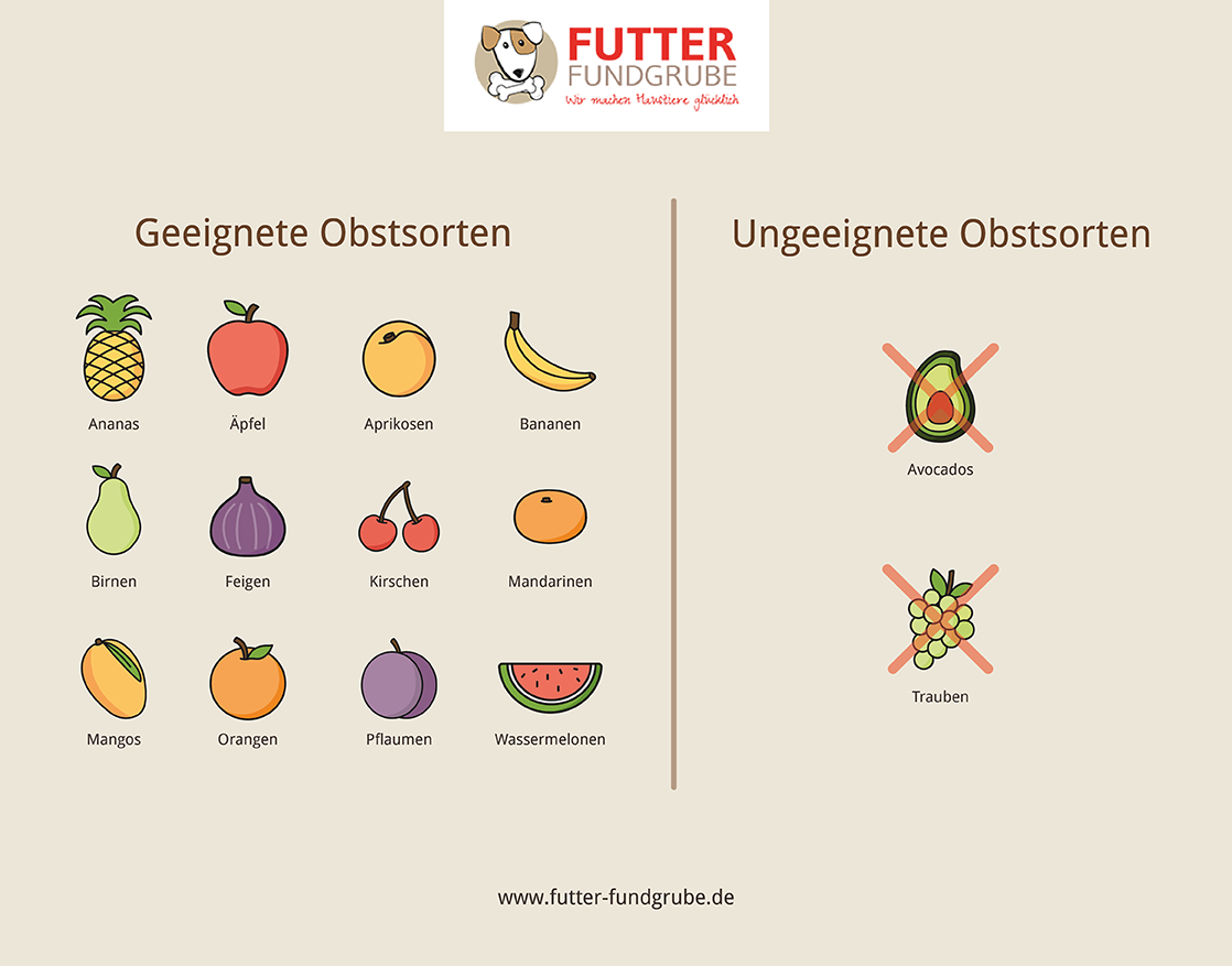 Geeignetes und ungeeignetes Obst für Hunde