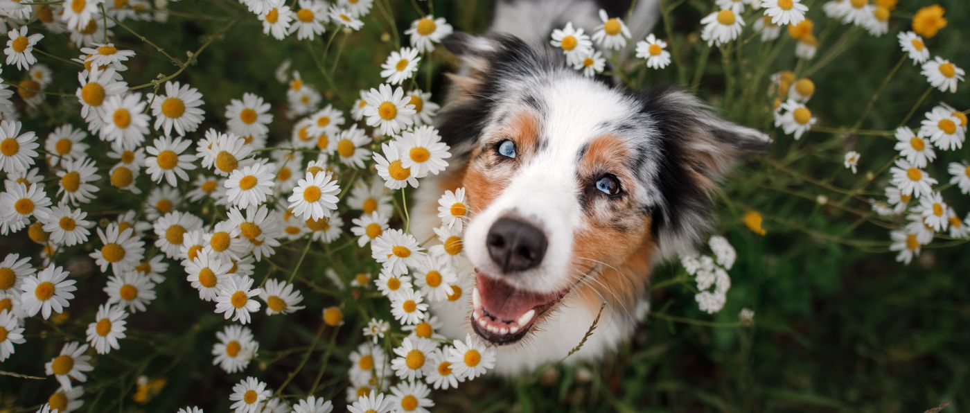 Kräuter für den Hund: Kamille