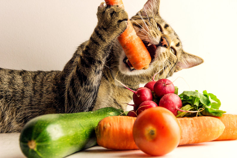 Katze frisst BARF-Gemüse
