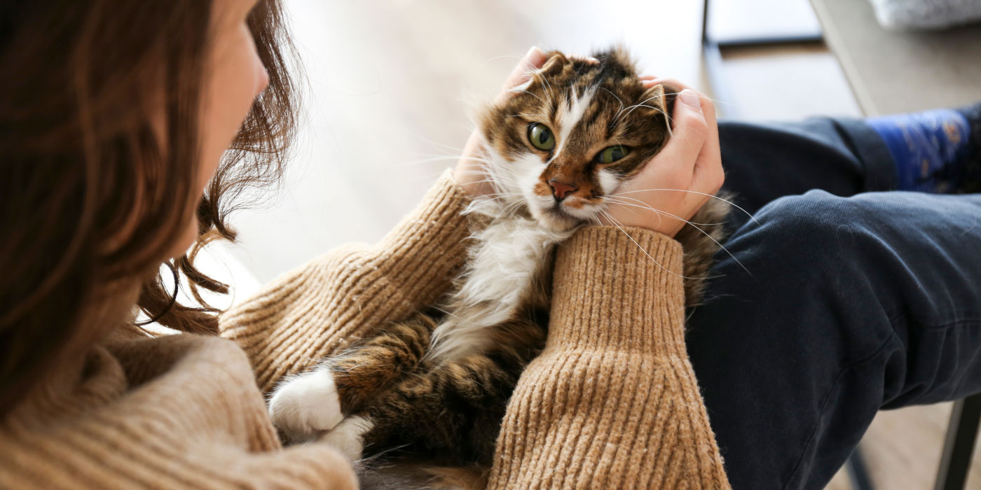 Katze im Schoß ihres Besitzers