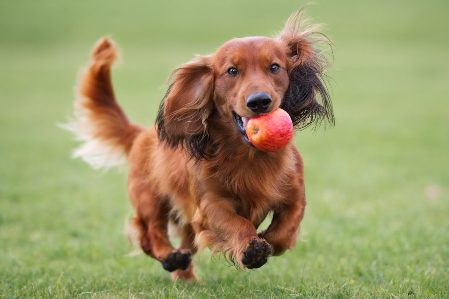 Hund läuft mit einem Apfel im Maul über eine Wiese