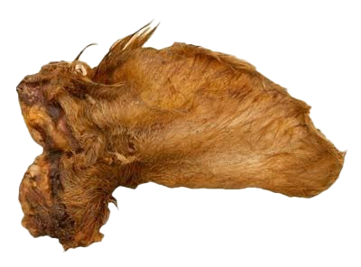 Ein naturbelassenes Rinderohr mit hellbraunem Fell und unregelmäßiger, flacher Struktur. Deutlich sichtbare Fellfasern und Kanten.