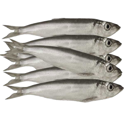 Mehrere silbrig-graue Sprotten liegen nebeneinander mit ausgerichteten Köpfen und geschlossenen Augen auf weißem Untergrund.