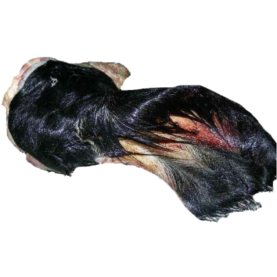 Ein gefrorenes Rinderohr mit schwarzem Fell und sichtbarer Ohrmuschel. Die Oberfläche zeigt grobe Fellstruktur mit roten und hellen Stellen.