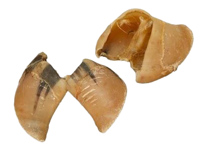 Zwei helle, braun-gelbliche getrocknete Rinderhufe mit glänzender Oberfläche und dunkleren Streifen, halbkreisförmig geöffnet und glattkantig, auf weißem Hintergrund